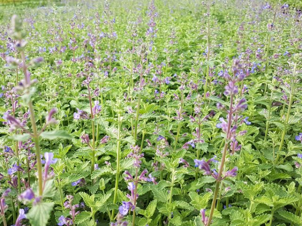 Katzenminze nepeta walkers low